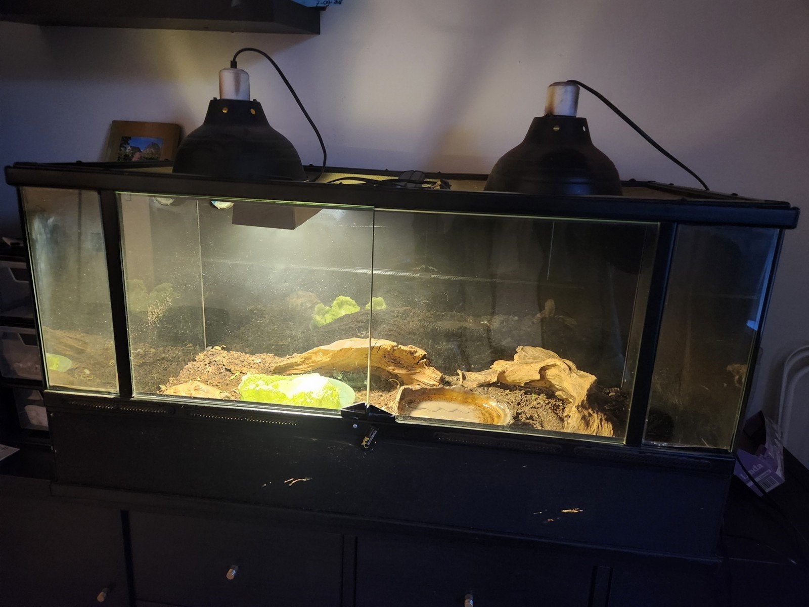 Russische vierteen schildpad, Ophalen, Gebruikt, Terrarium of Paludarium