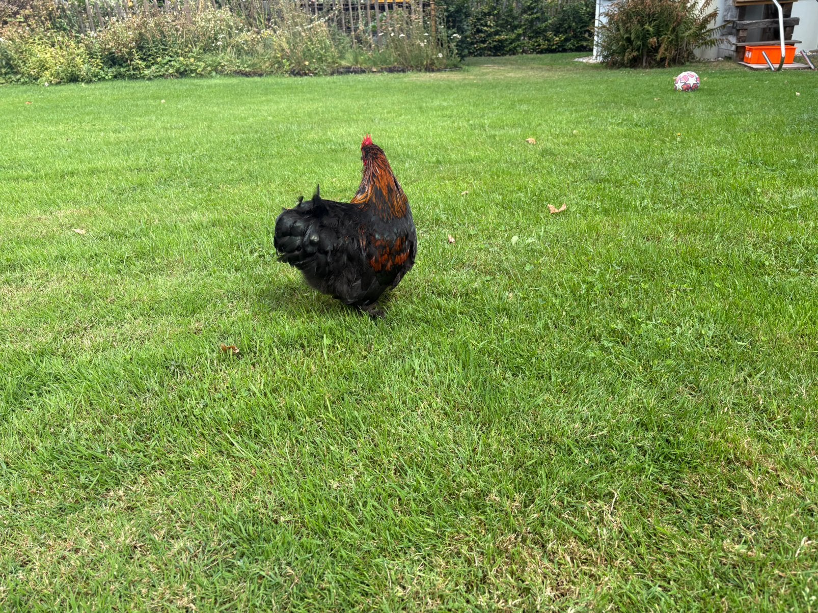 Cochin haantje, Dieren en Toebehoren, Pluimvee, Mannelijk, Kip