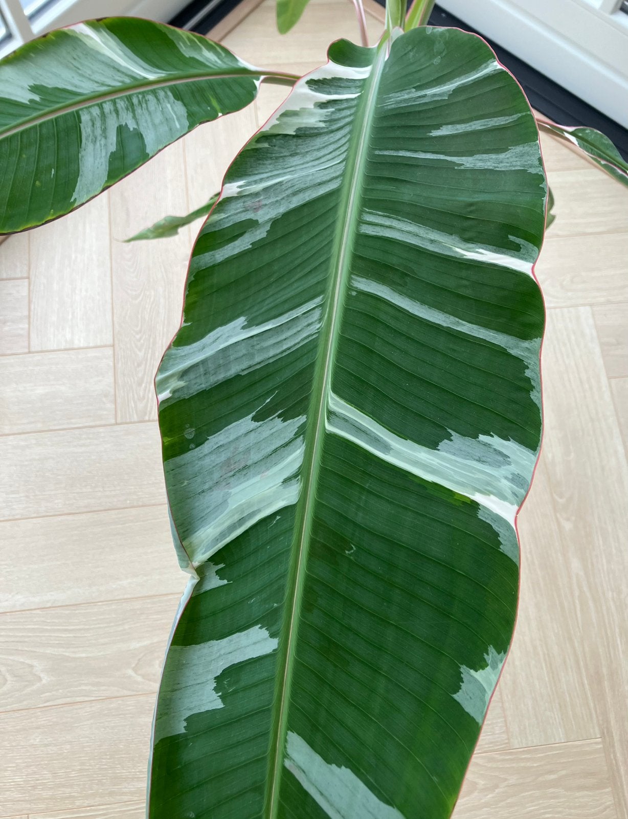 Grote musa aeae (bonte bananenplant), Ophalen, Halfschaduw, In pot, 150 tot 200 cm