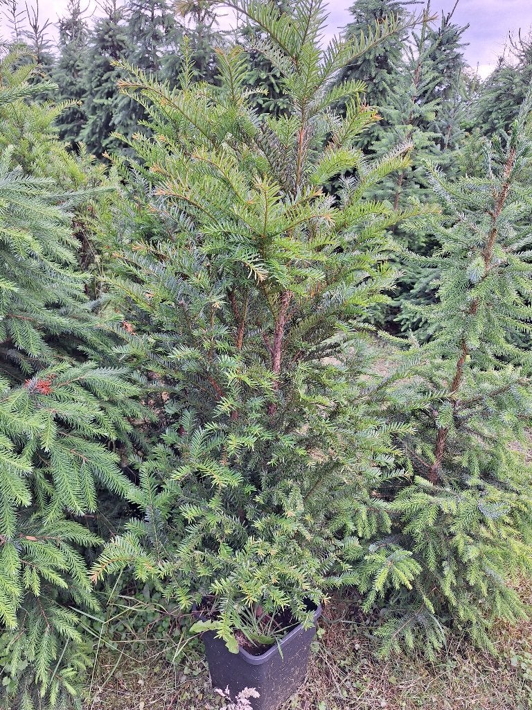 Mooie Taxus in pot te koop, Ophalen, Taxus, Struik, 100 tot 250 cm