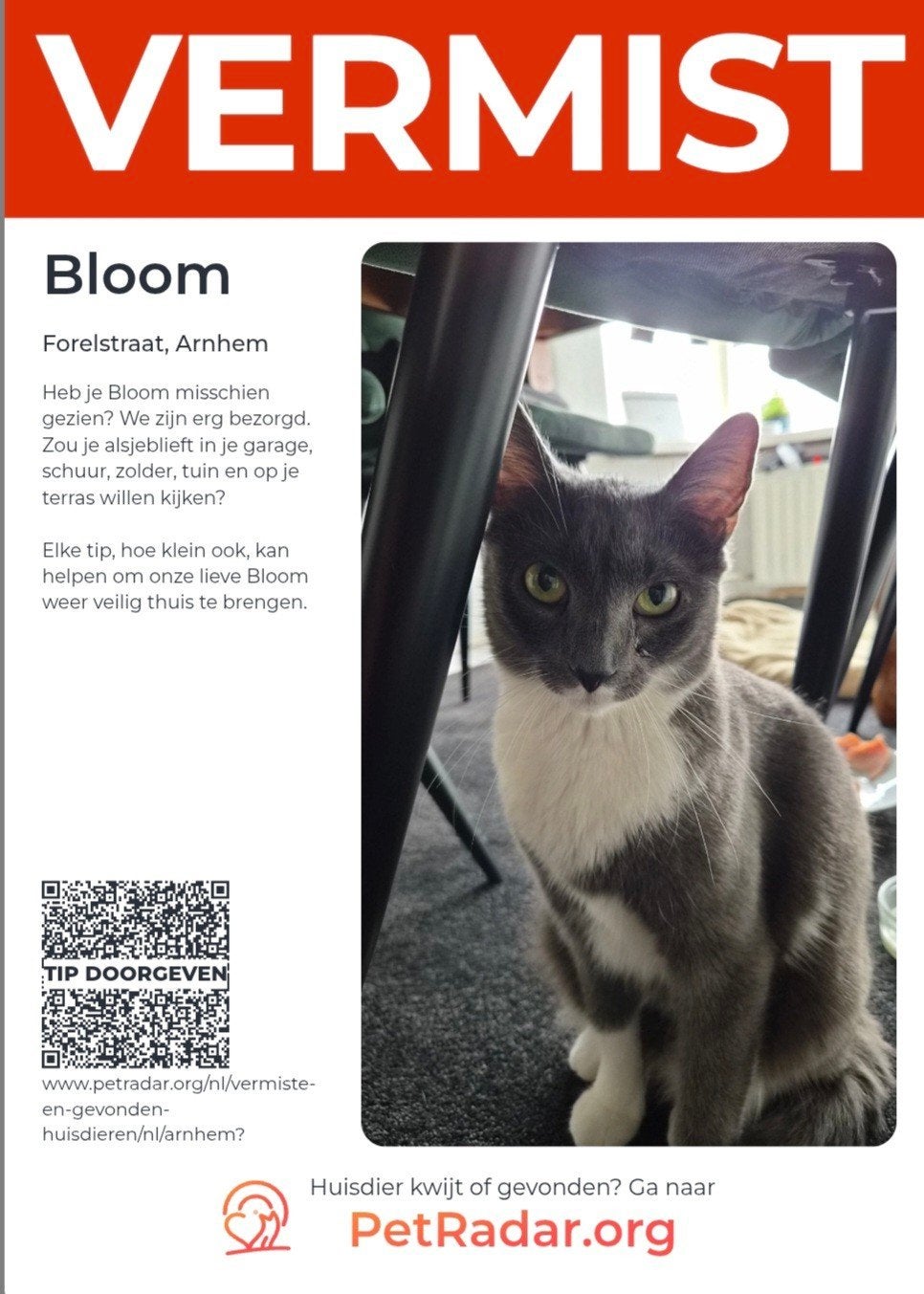VERMIST: Bloomie in Arnhem-zuid (malburgen)., Poes, Kortharig, 3 tot 5 jaar