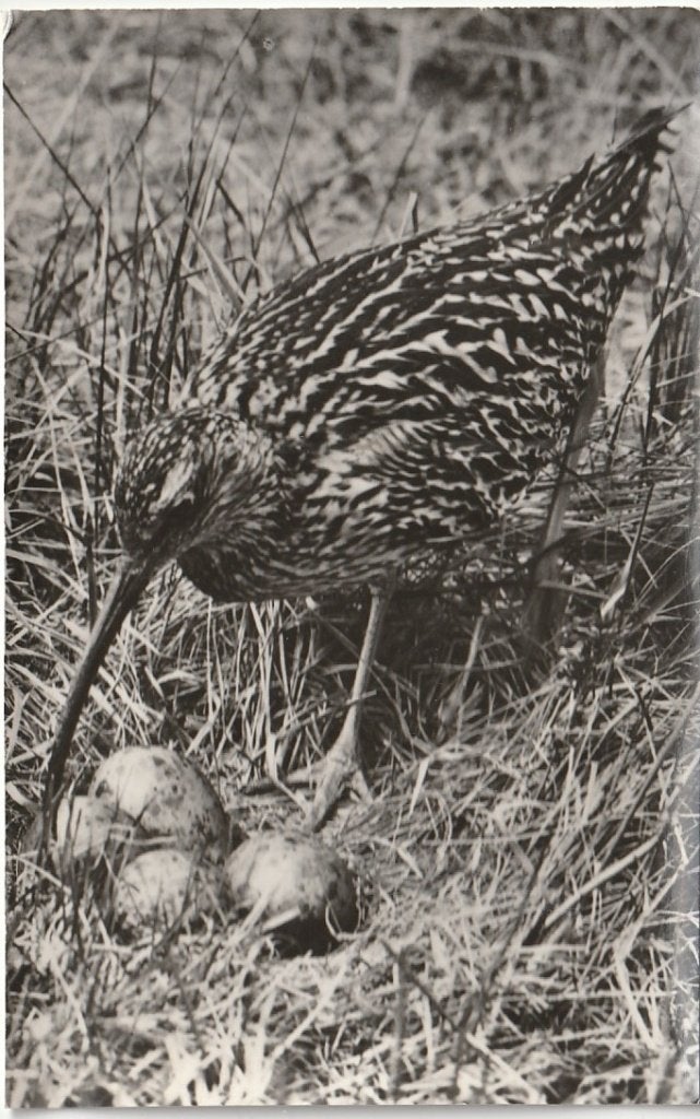 VOGEL WULP TEXEL JAREN 50 ZEER MOOIE OUDE KAART KO365, Ophalen of Verzenden, 1940 tot 1960, Ongelopen