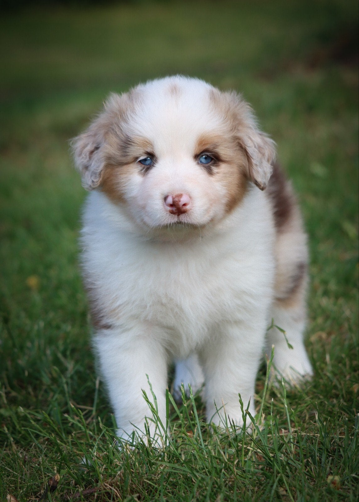 Prachtige Australian shepherd X Border collie pups!, Dieren en Toebehoren, Honden | Poolhonden, Keeshonden en Oertypen, Meerdere