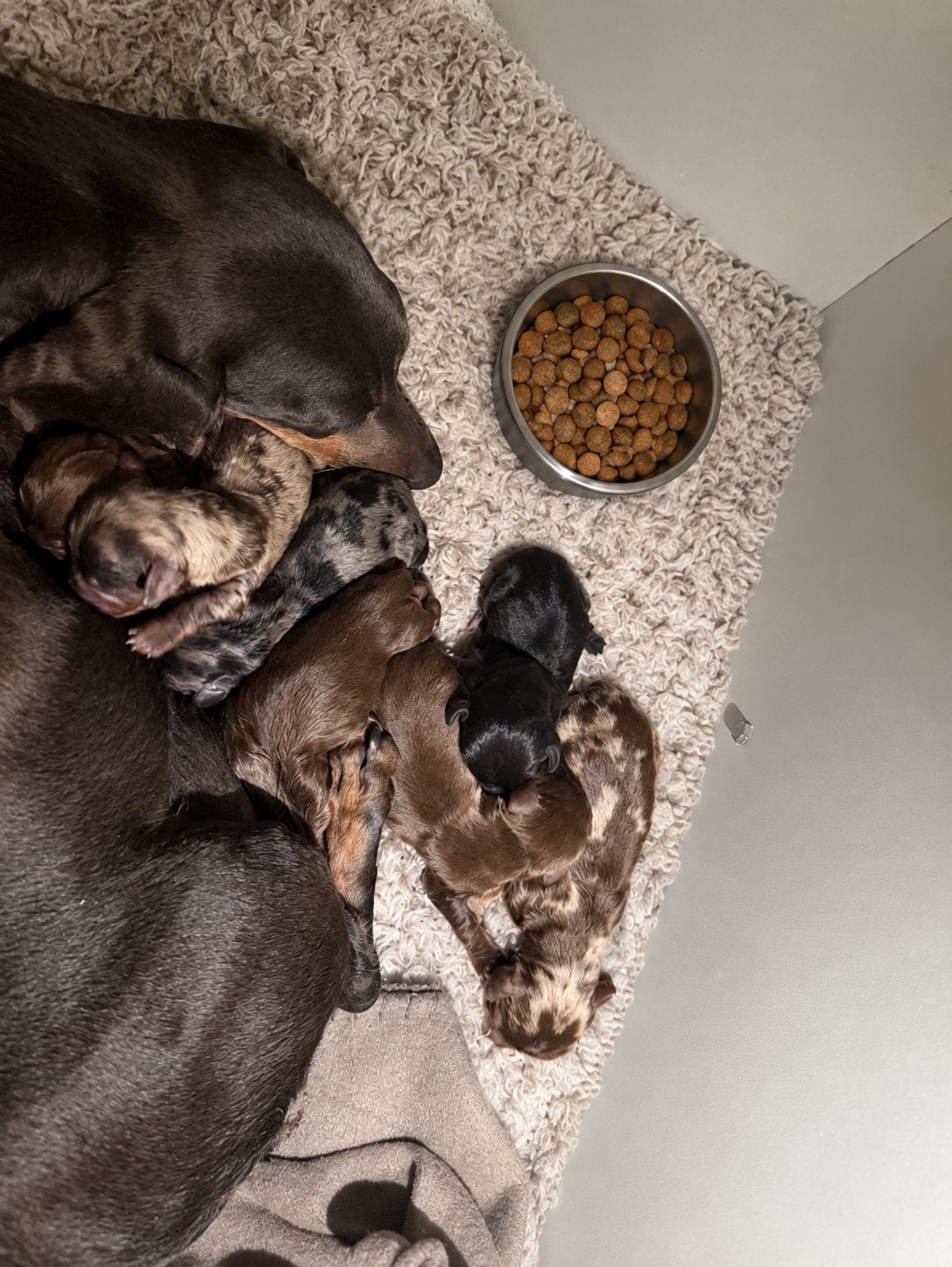 Super mooie teckel pups kaninchen., Dieren en Toebehoren, Kaninchen, 8 tot 15 weken, Korthaar, Meerdere