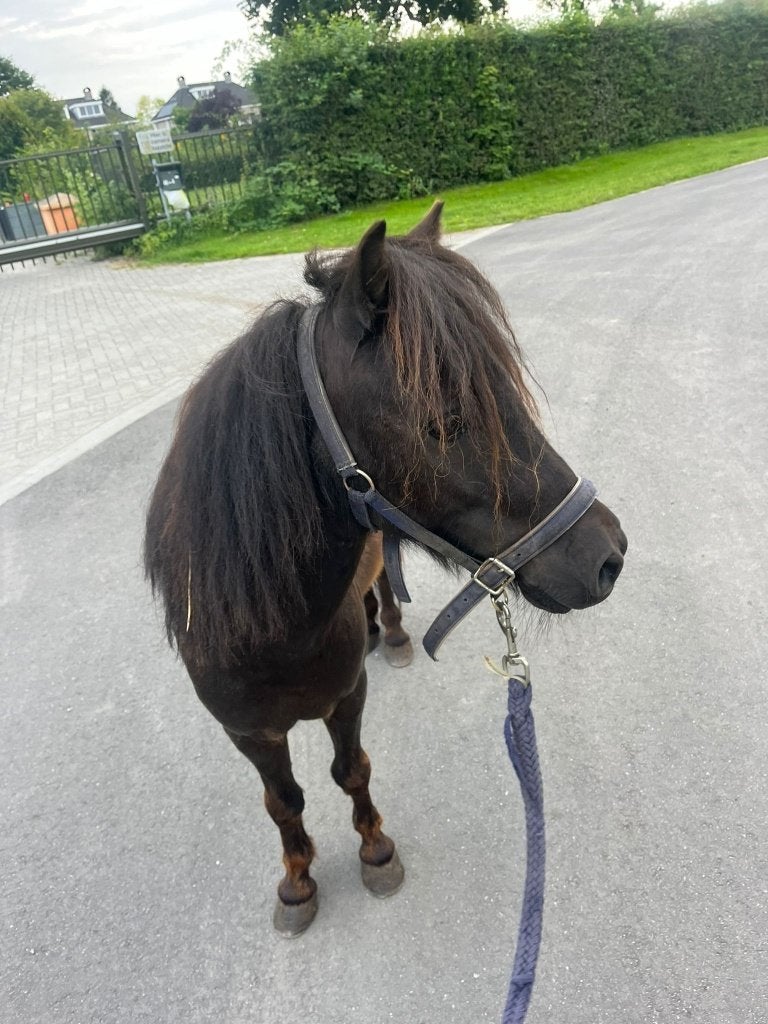 Stalling gezocht!, Weidegang, 1 paard of pony