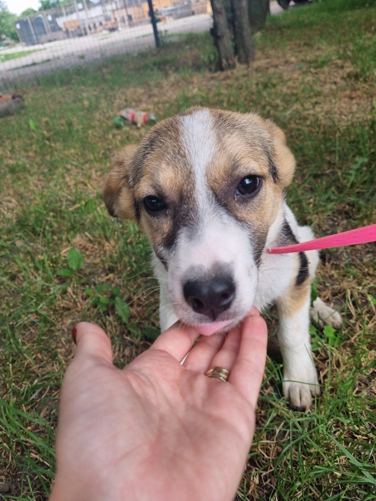 Deze lieverd is Lucy, ter adoptie!, Dieren en Toebehoren, 15 weken tot 1 jaar, Teef, Parvo, Eén hond