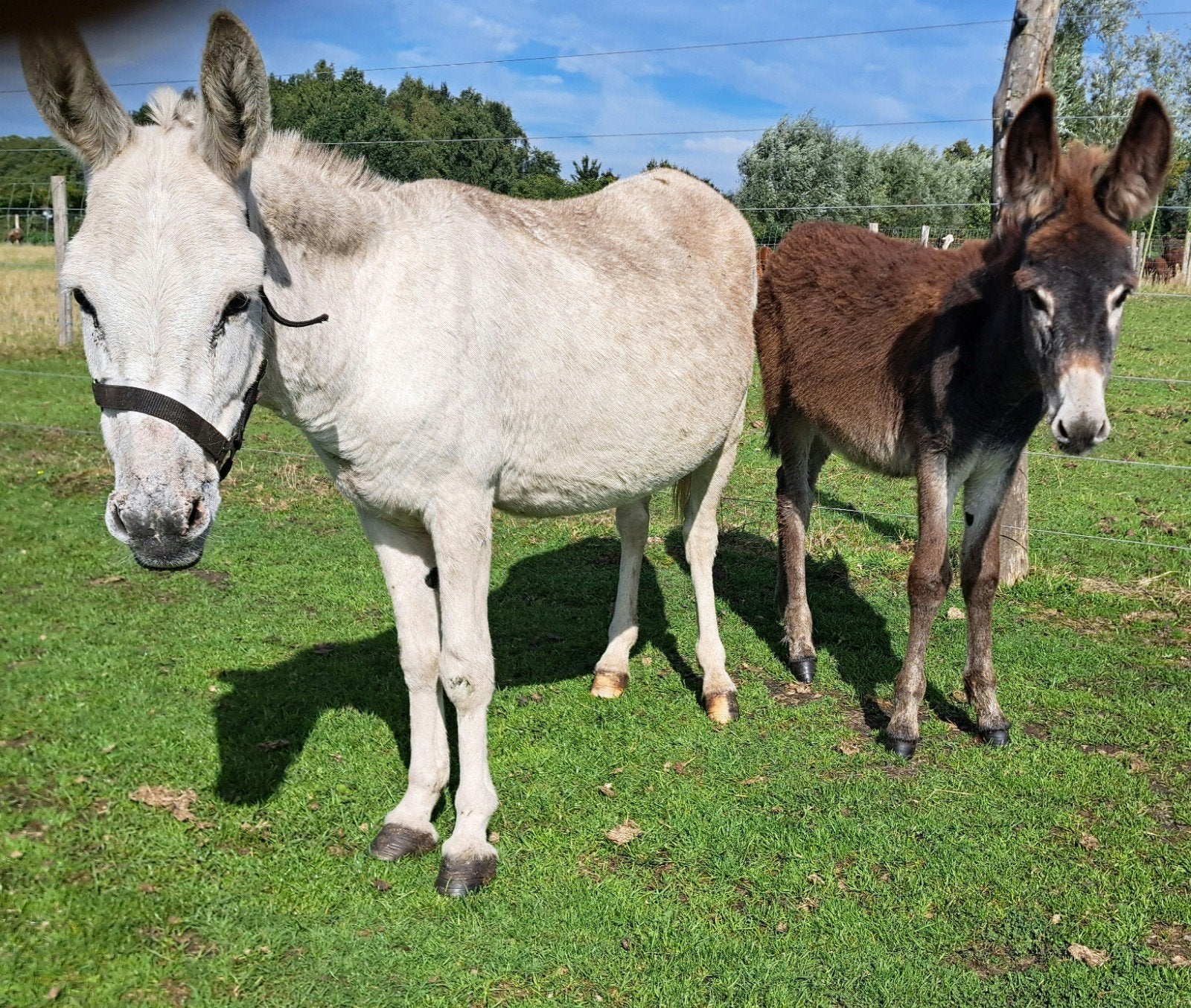 ezel merrie met hengstveulen, Dieren en Toebehoren, Mei, Meerdere dieren
