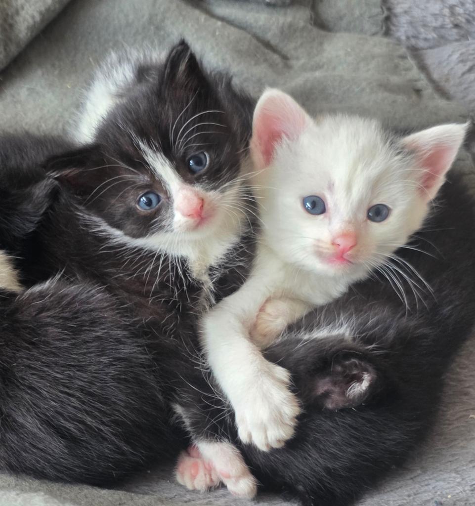 Lieve kittens aangeboden 🥰, Dieren en Toebehoren, Meerdere dieren, Kortharig, 0 tot 2 jaar