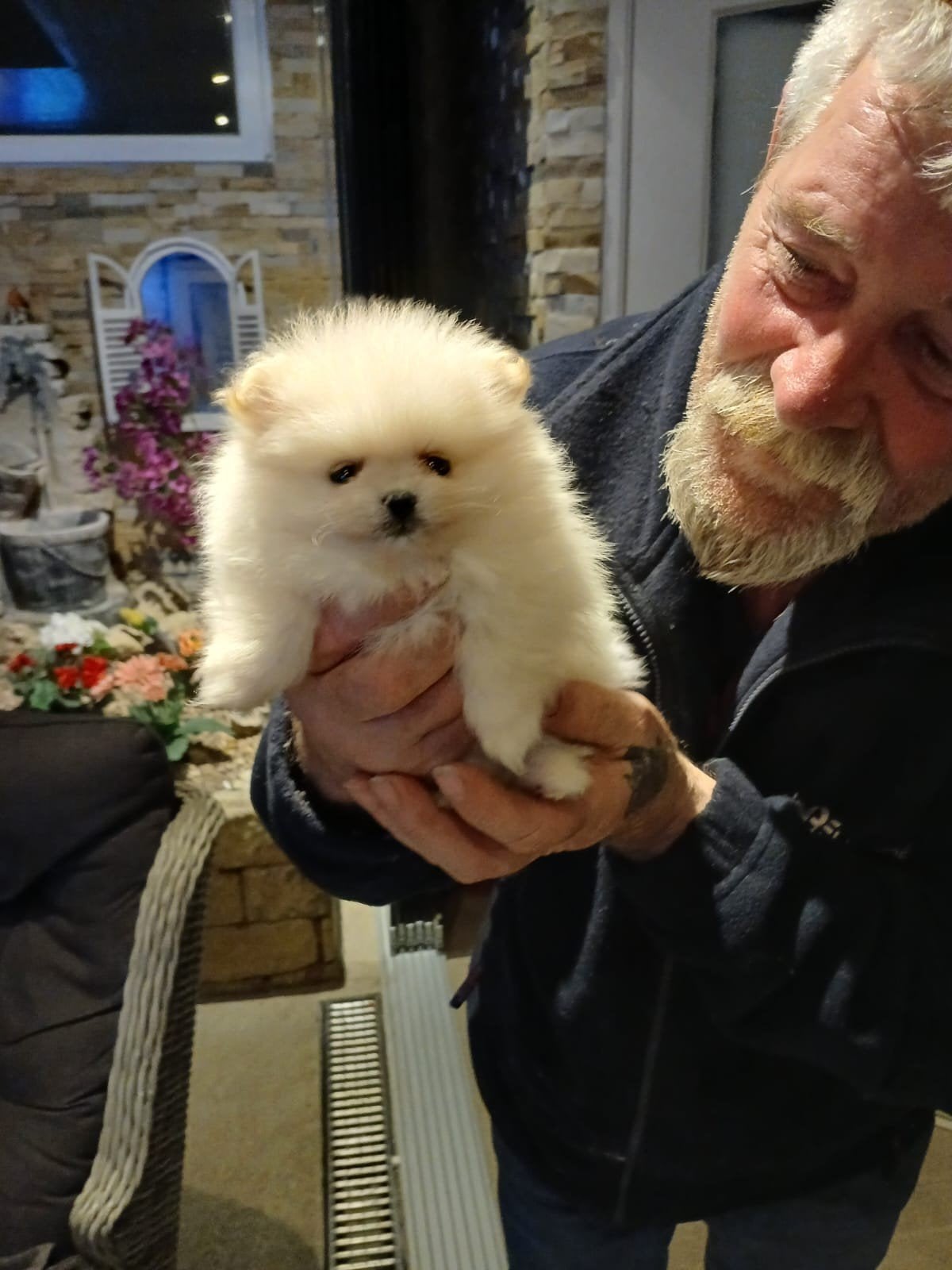 super kleine pomeriaan, Dieren en Toebehoren, Honden | Poolhonden, Keeshonden en Oertypen, 15 weken tot 1 jaar, CDV (hondenziekte)