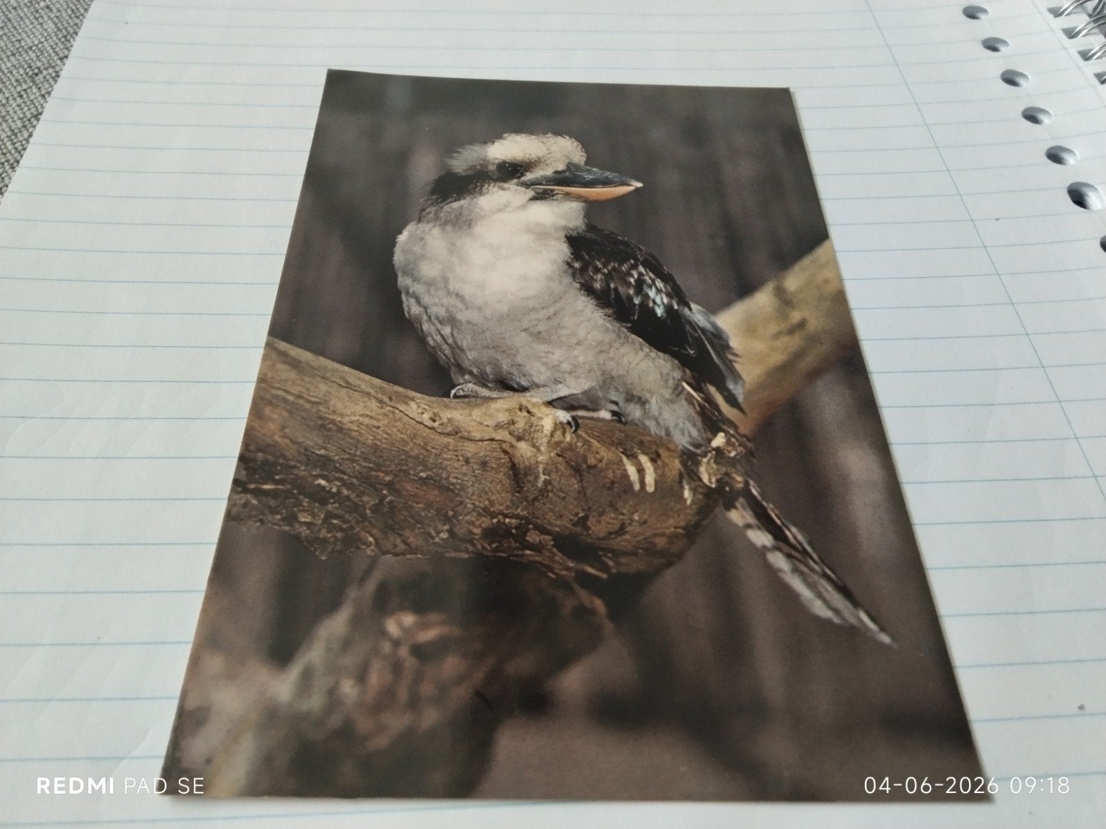 Vintage Ansichtkaart Kookaburra Australië 1983, Ophalen of Verzenden, 1980 tot heden, Gelopen