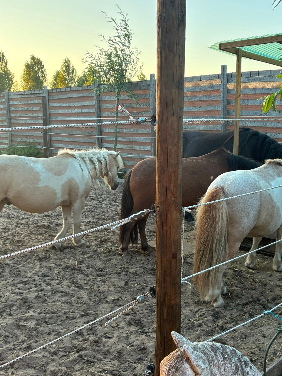 1 plek vrij voor pony onder de 1,00 meter