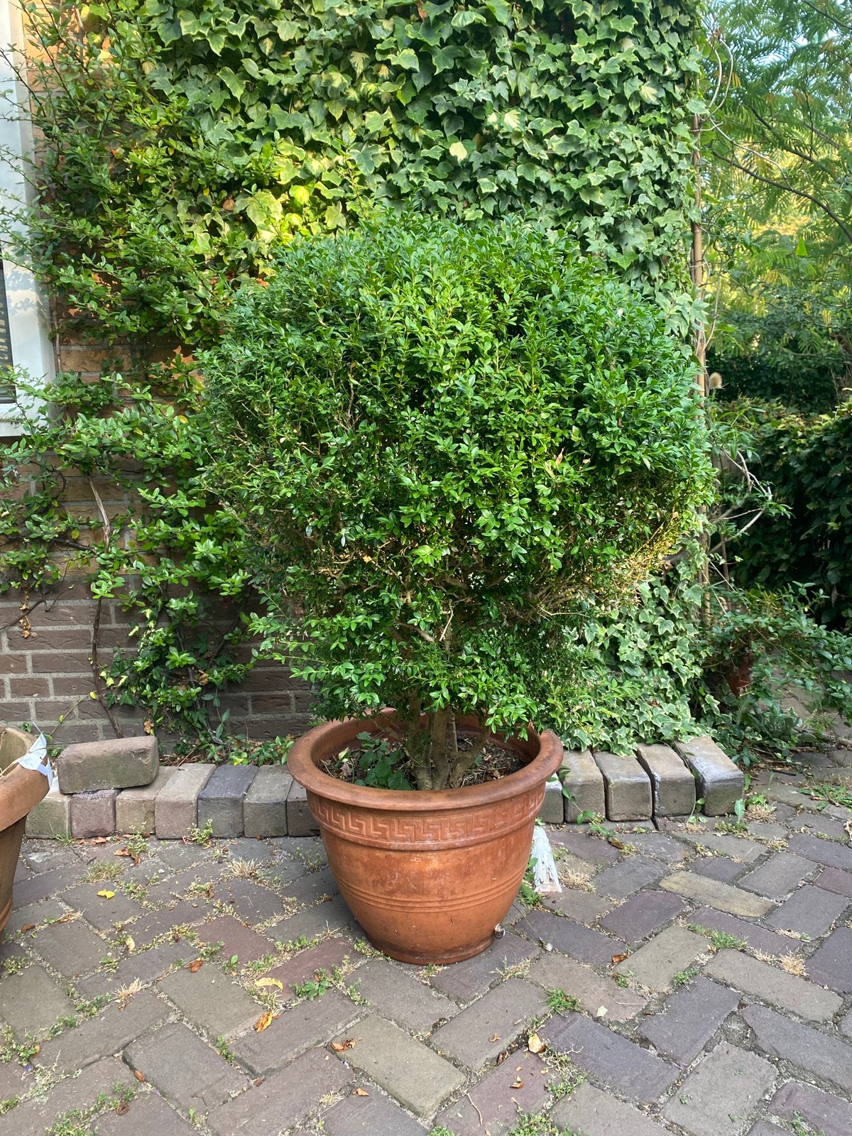 Buxus in pot, Ophalen, Buxus, Minder dan 100 cm