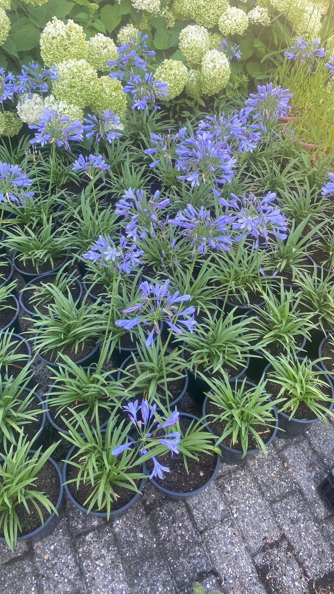 Agapanthus, Tuin en Terras, Ophalen, Overige soorten, Volle zon