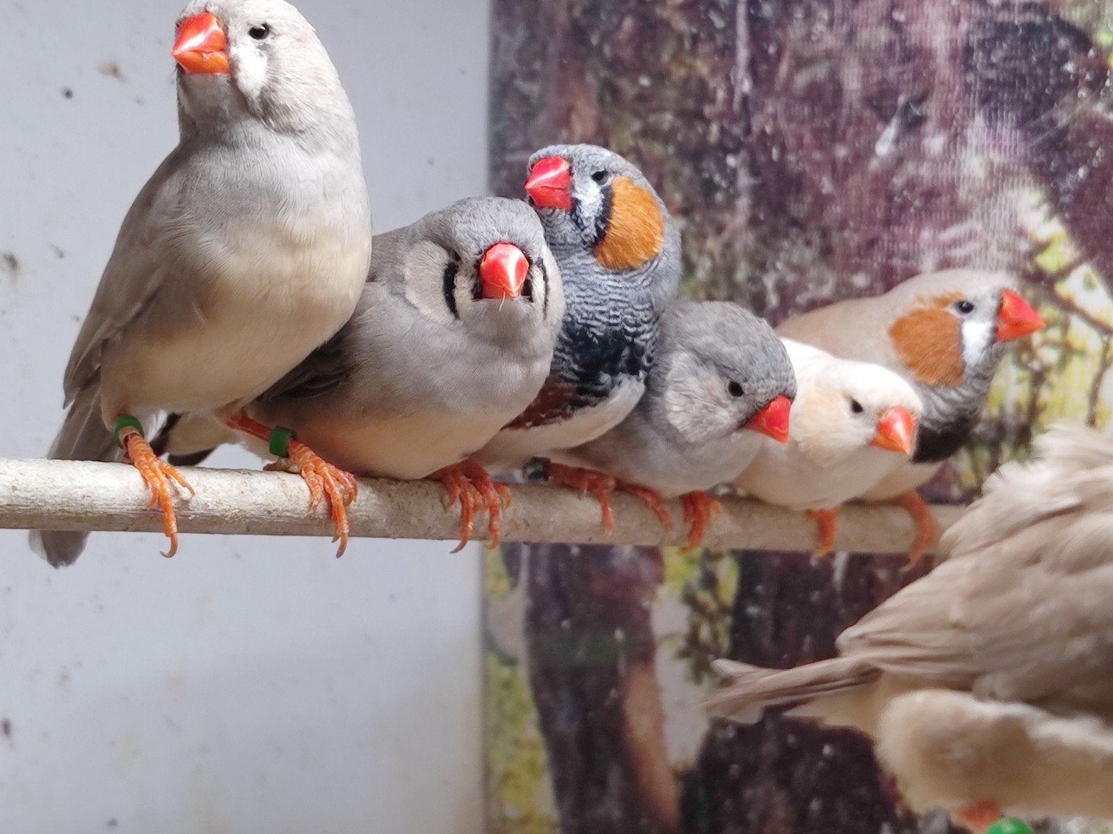 Diverse zebravinken in verschillende mutaties (update 26/9), Meerdere dieren, Tropenvogel, Geringd