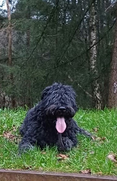 Bouvier teef 6 jaar, Dieren en Toebehoren, Teef, Eén hond, Bouvier, 6 jaar of ouder