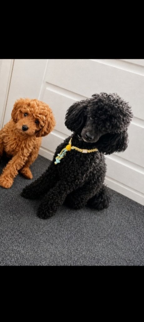 Toypoedel (DEKREU), Reu, CDV (hondenziekte), 1 tot 2 jaar, Eén hond