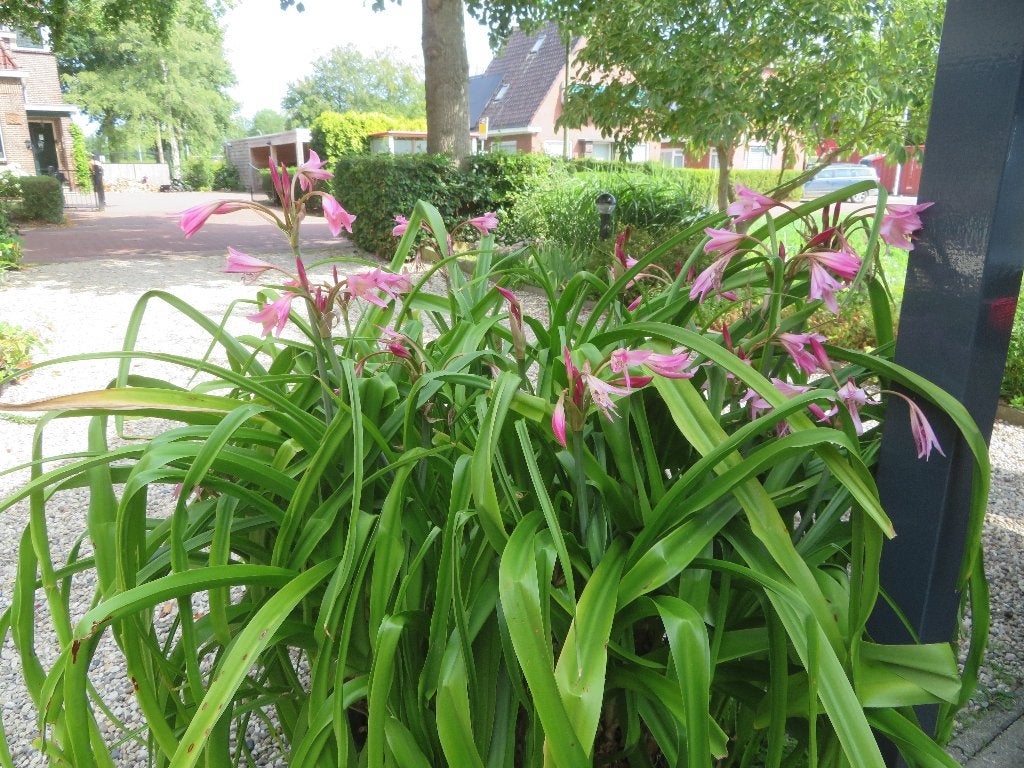 Crinum x powellii (haaklelie), Volle zon, Vaste plant, Zomer, Ophalen