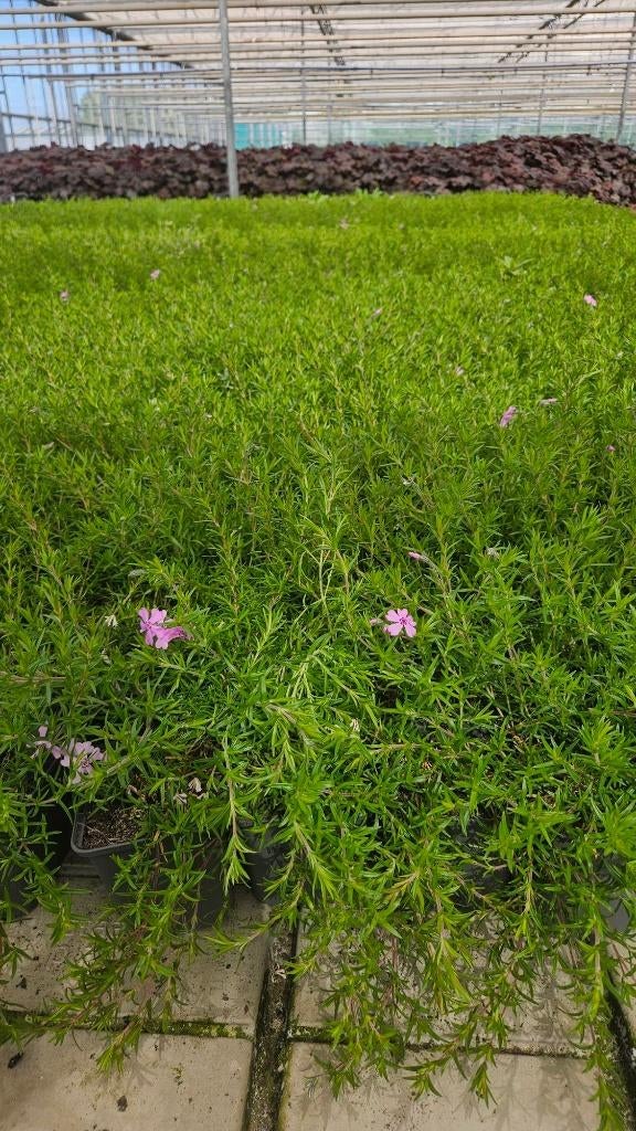 300x Restpartij Phlox - bodembedekker - bloeiend - vlambloem, Bodembedekkers, Vaste plant, Ophalen of Verzenden, Halfschaduw