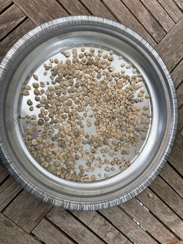 SCHELPEN 100 GRAM UMBONIUM WHITE NIEUW, Ophalen of Verzenden, Schelp(en)