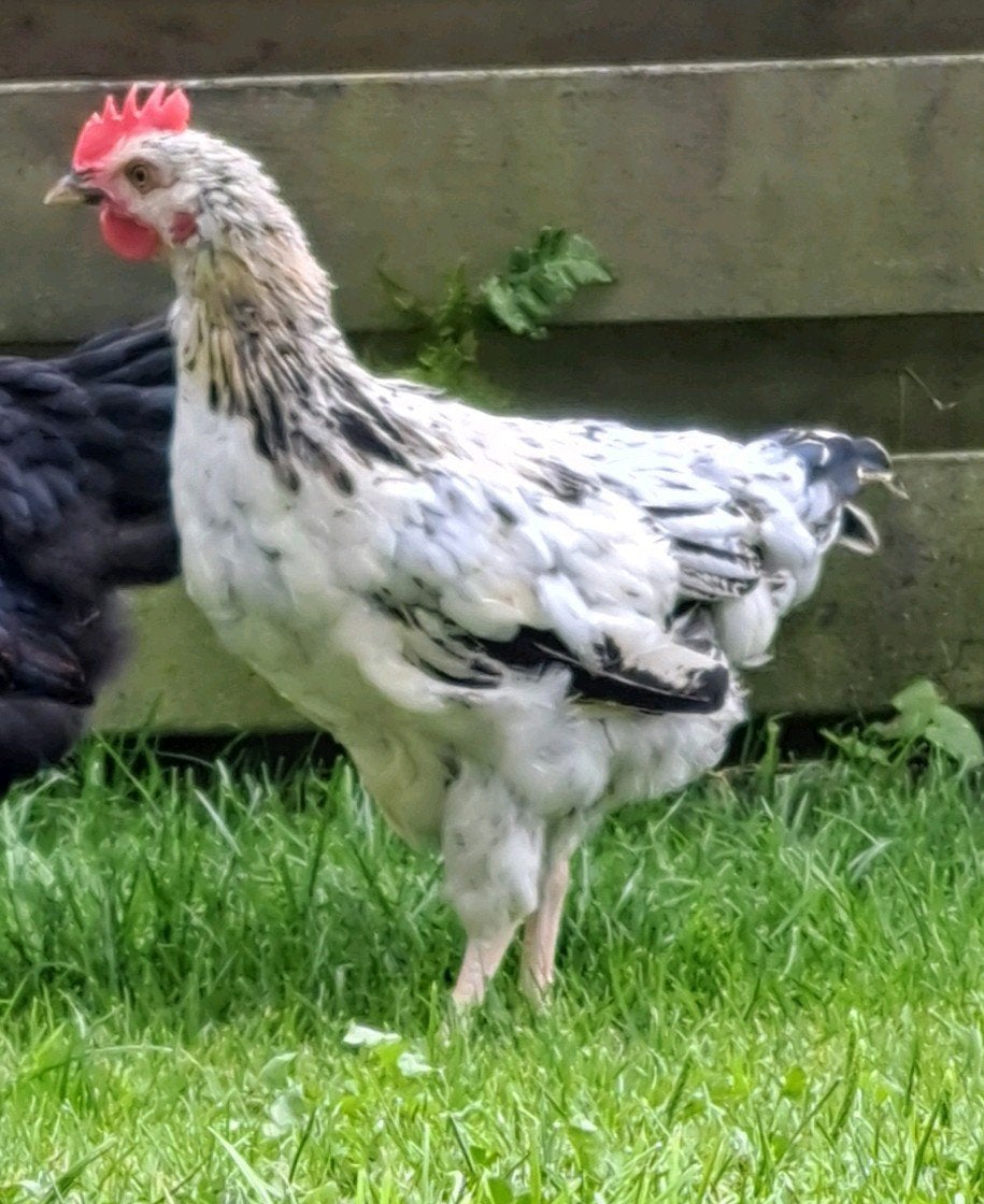 lief haantje., Mannelijk, Kip