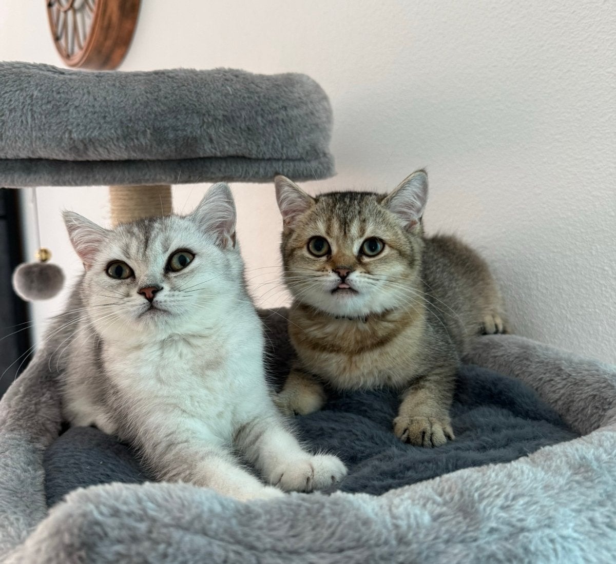 MAG GELIJK MEE! britse korthaar kittens- Stamboom🩷, Meerdere dieren, Met stamboom