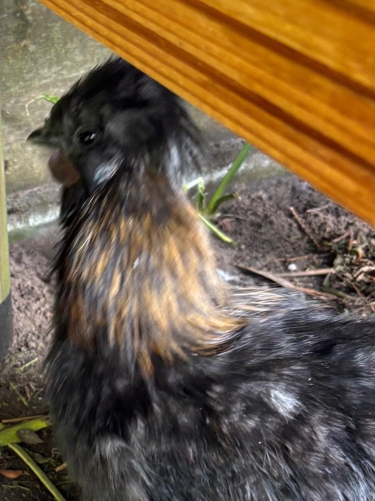 Zijdehoen haan, Dieren en Toebehoren, Mannelijk, Kip