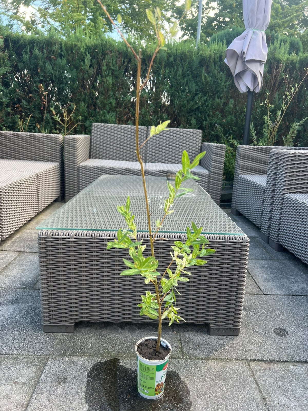Salix integra, Volle zon, Bloeit niet, 100 tot 250 cm, Overige soorten