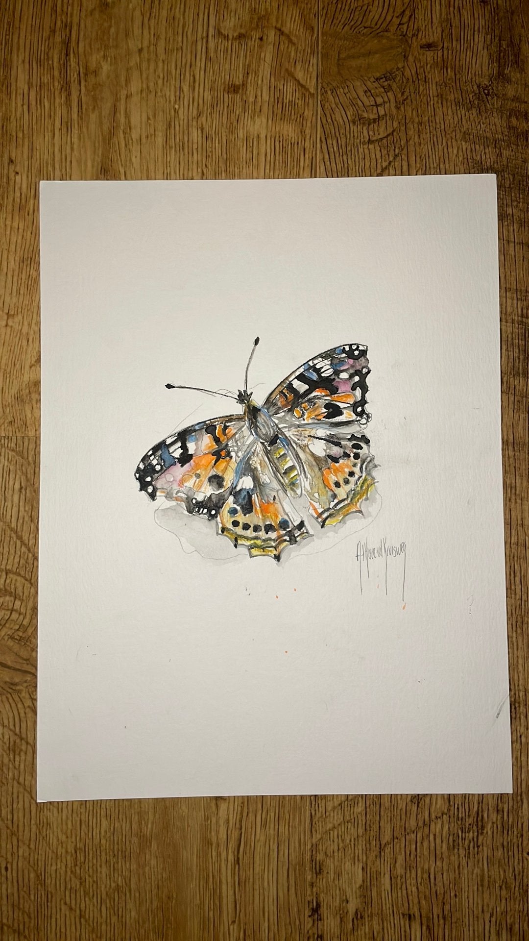 Atalanta vlinder tekening, Ophalen of Verzenden