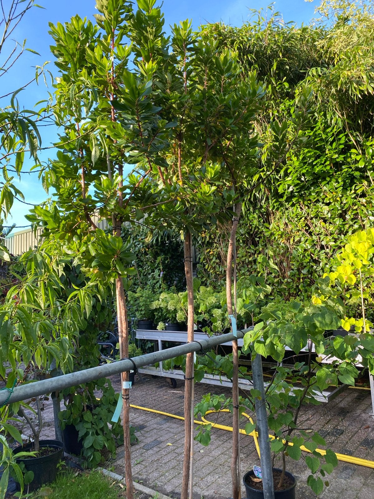Arbutus Unedo - Aardbeiboom in pot, Tuin en Terras, Ophalen, Overige soorten, Volle zon, In pot