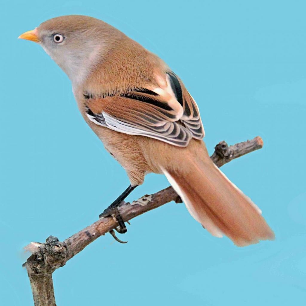 Gezocht: Vogels voor in buitenvolière, Meerdere dieren, Wildzangvogel