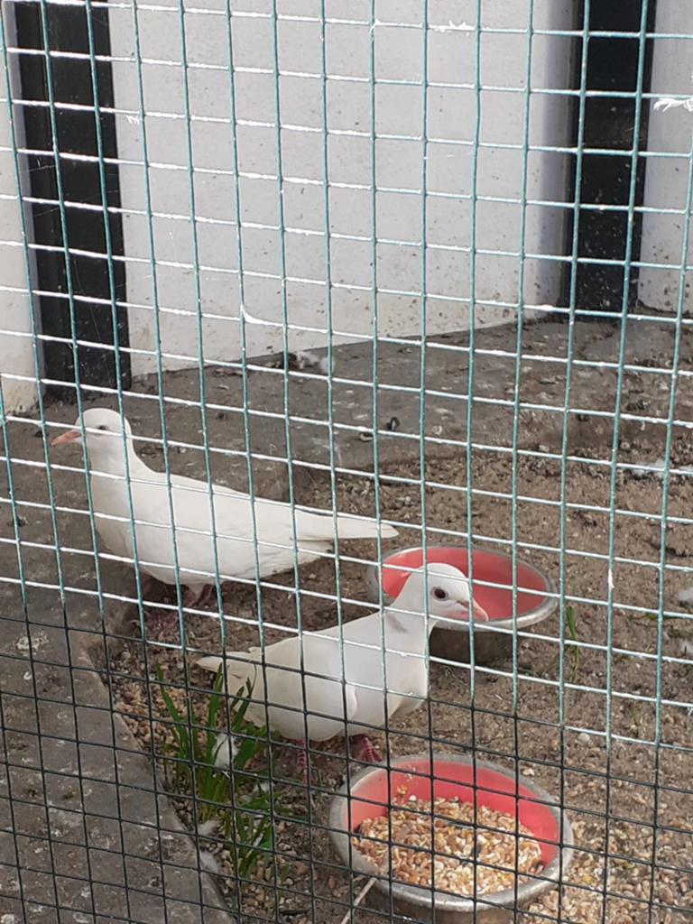Koppel lachduifjes, Dieren en Toebehoren, Vogels | Duiven, Meerdere dieren