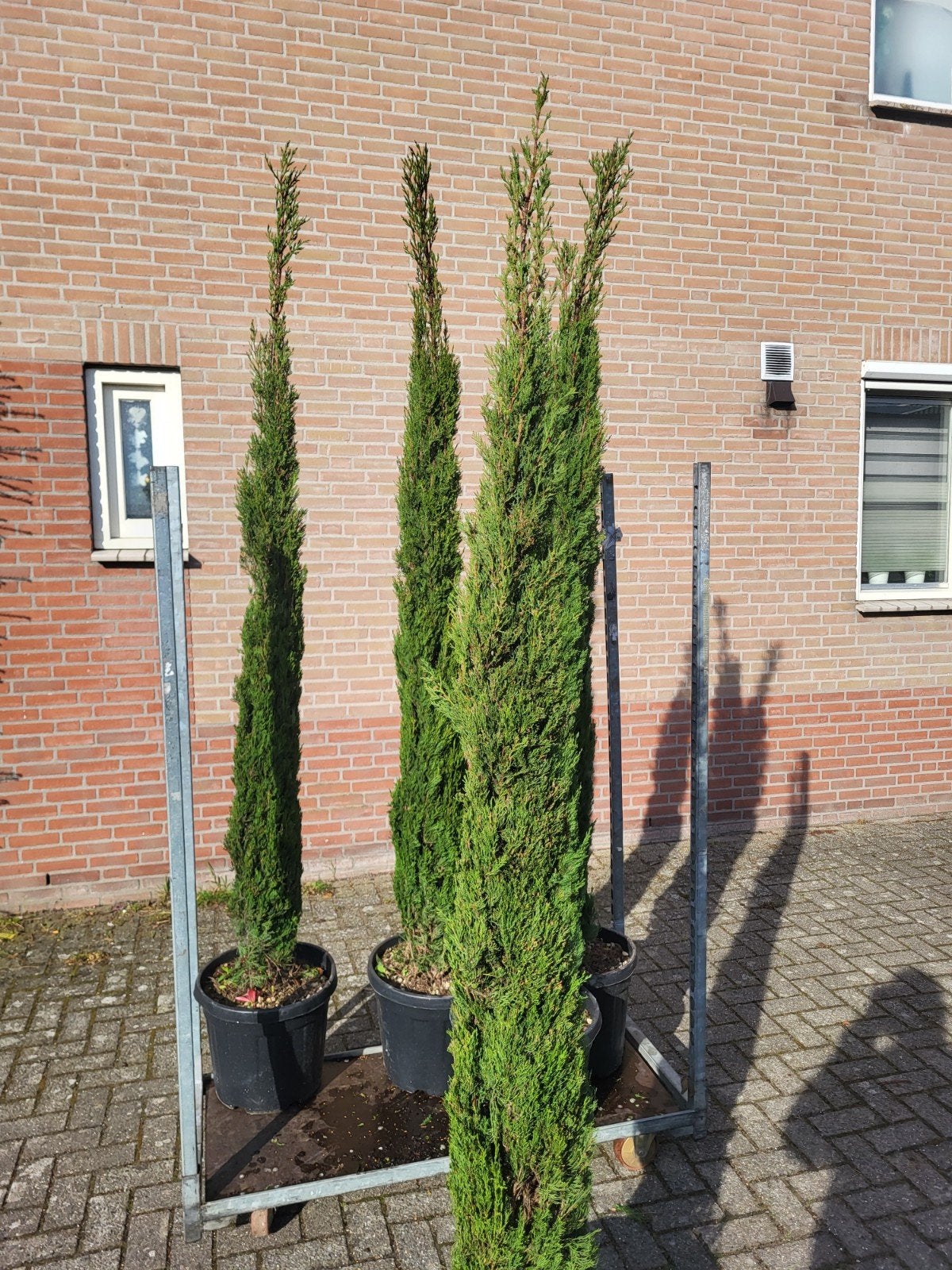 cupressus sempervirens 2 m, Ophalen of Verzenden, Minder dan 100 cm