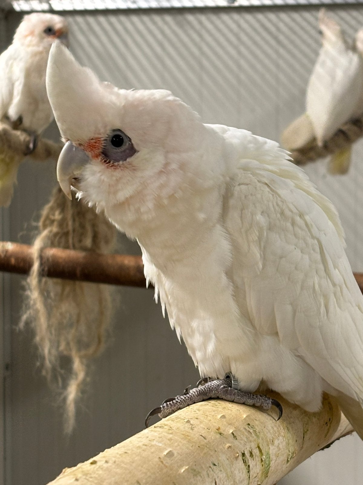 2-3, Dieren en Toebehoren, Meerdere dieren, Papegaai, Geringd