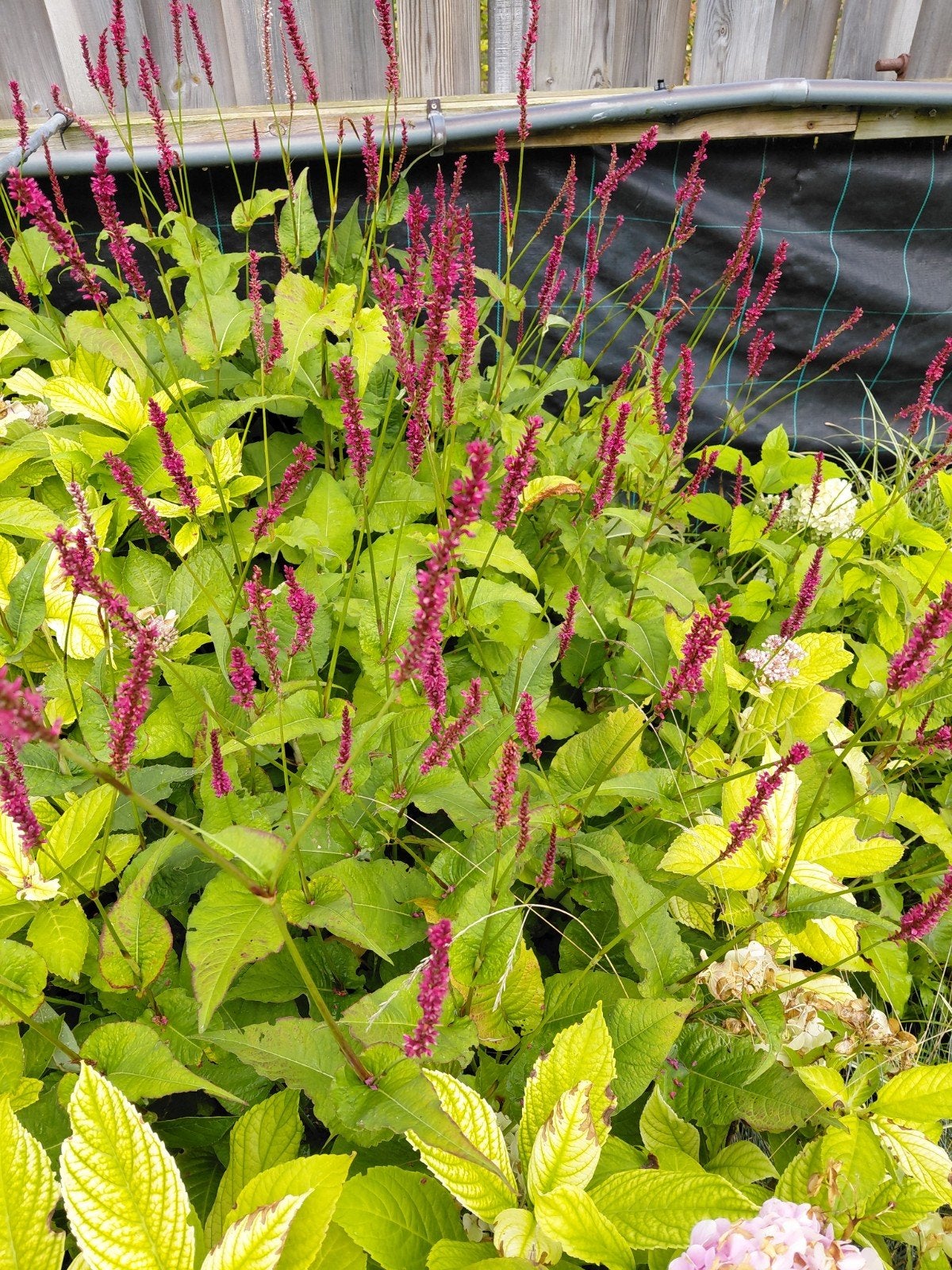 Persicaria - Duizendknoop, Volle zon, Vaste plant, Zomer, Ophalen