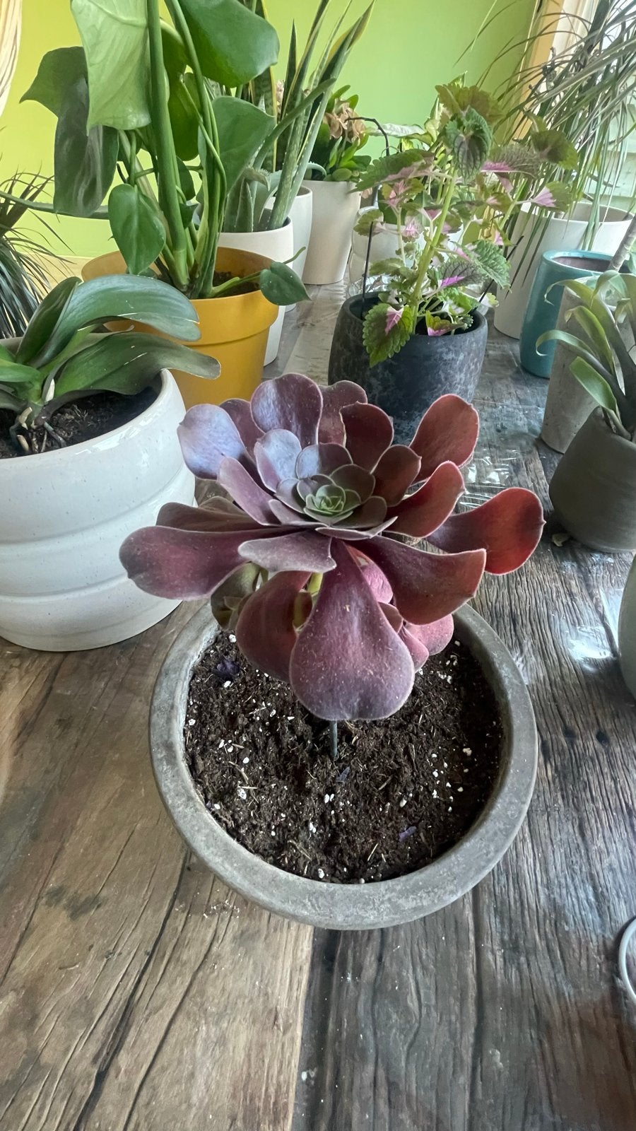 Donkere Aeonium in pot - Unieke vetplant, Volle zon, Vaste plant, Bloeit niet, Ophalen