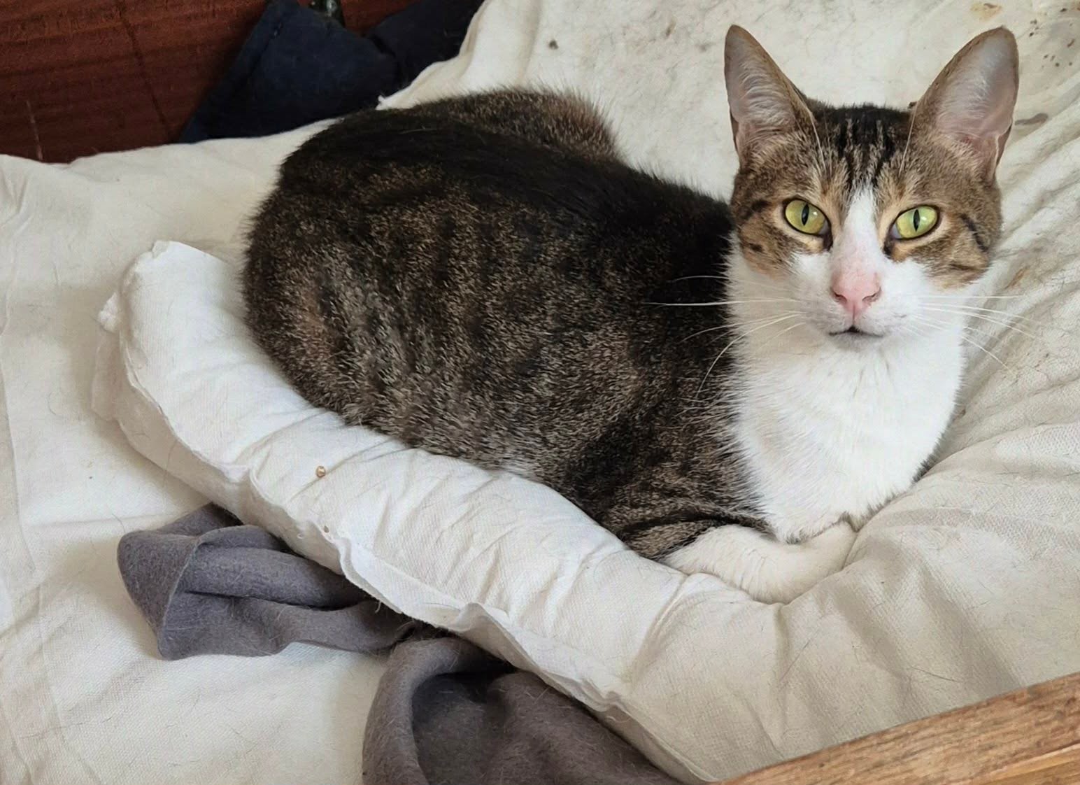 Dani is een schatje en spint de hele dag, Dieren en Toebehoren, Poes, Kortharig, 0 tot 2 jaar
