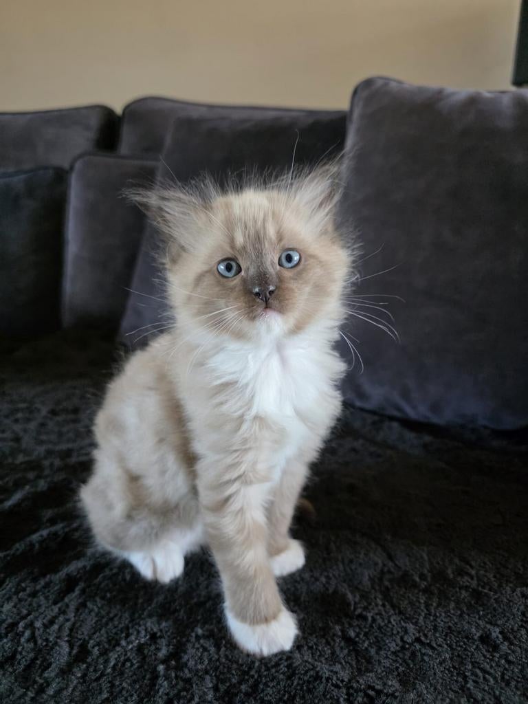 💙Lieve ragdoll kittens zoeken een gouden mandje️❤️, Meerdere dieren, Ontwormd