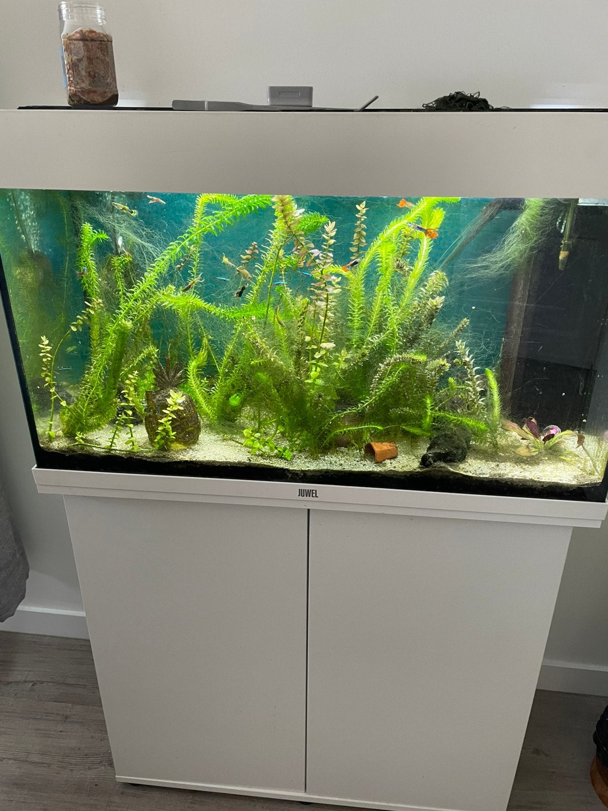 Juwel aquarium  125,00, Vis