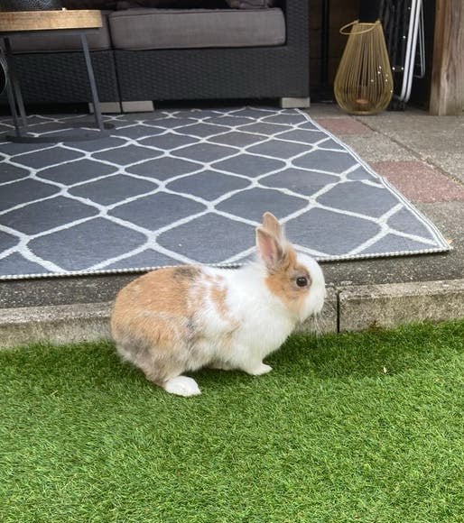 Gecastreerde ram, kleurdwerg, Dieren en Toebehoren, Mannelijk, Dwerg