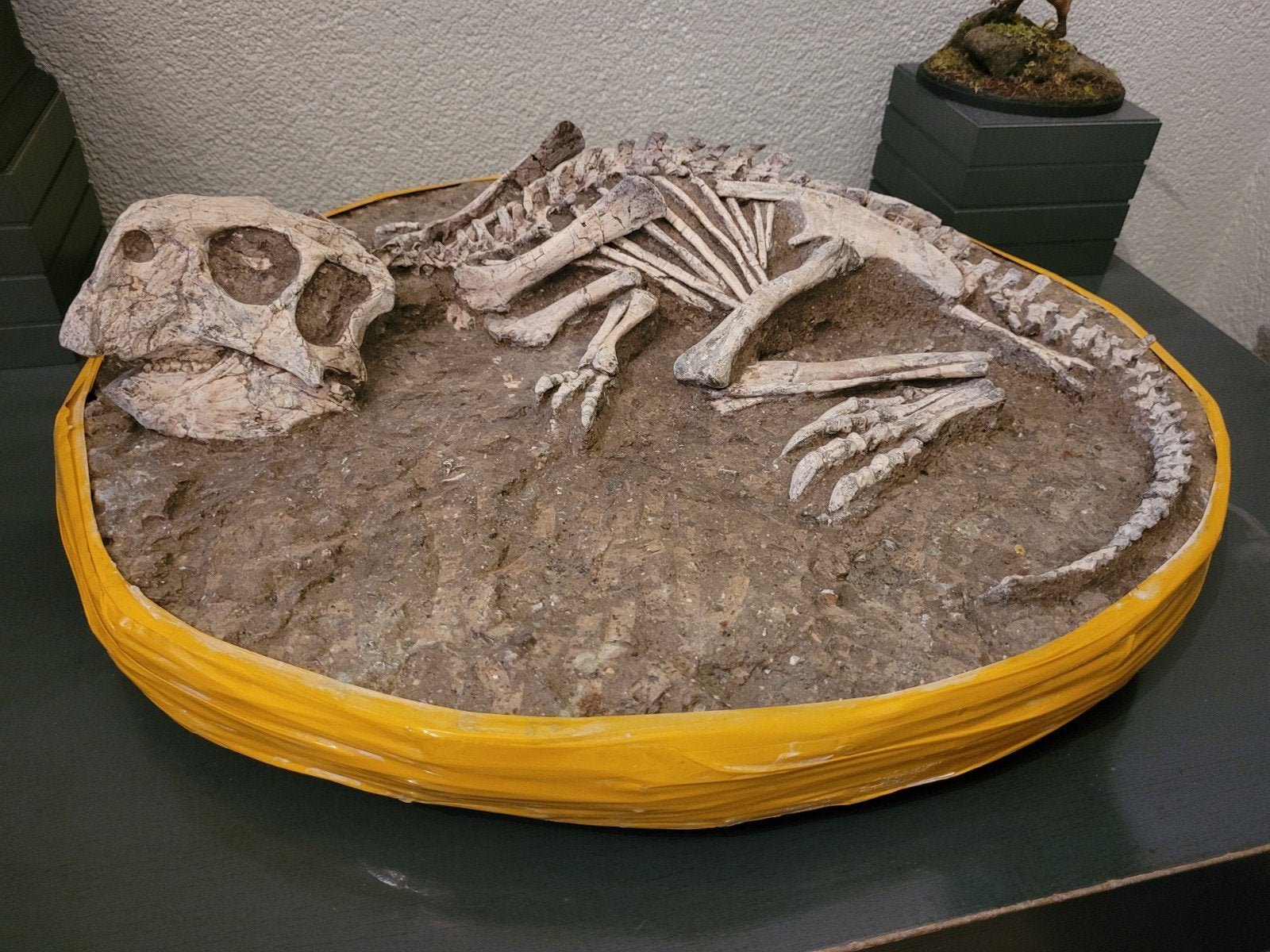 Foto 7 van UNIEK ORIGINEEL PSITTACOSAURUS-SKELET – MUSEUMKWALITEIT