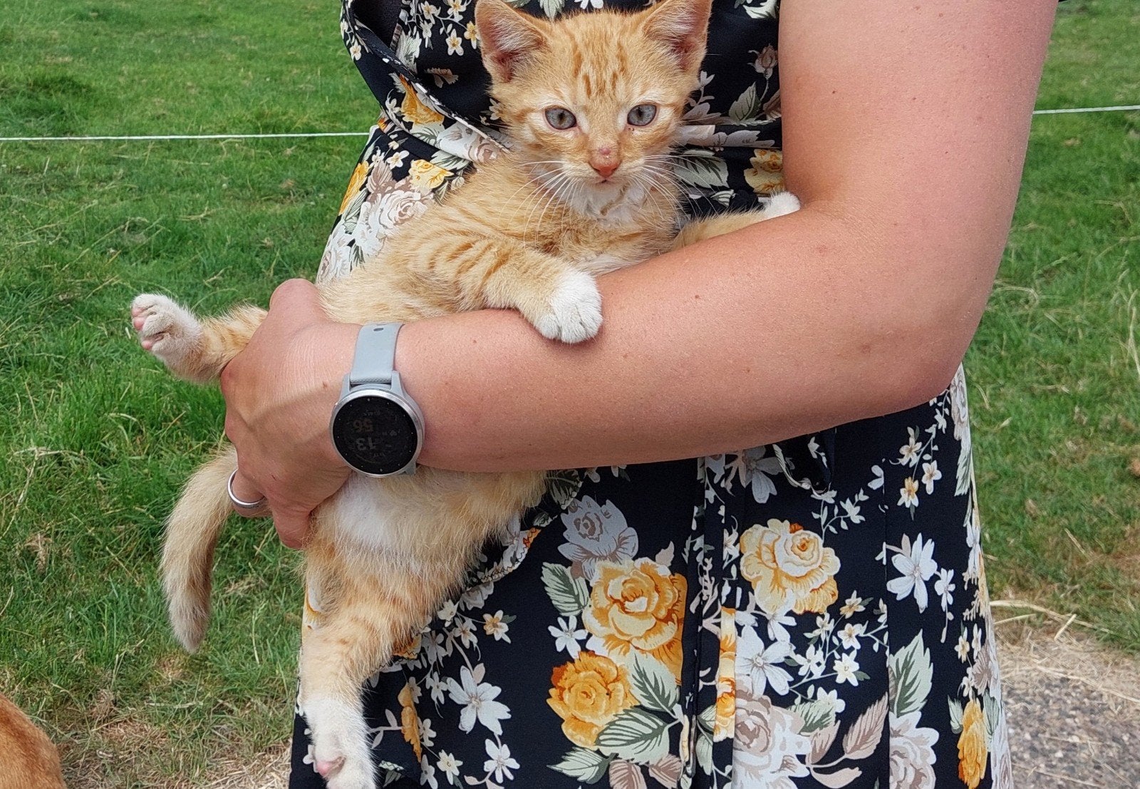 Onwijs lieve sterke boerderij kittens, ontwormd en ontvlooid, Meerdere dieren