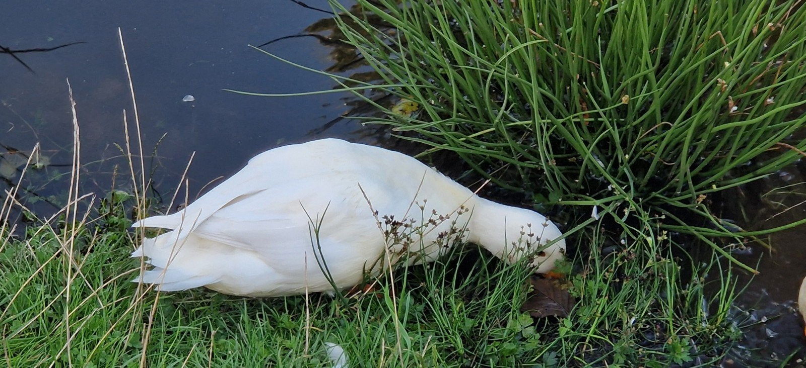 witte kwaker woerd, Dieren en Toebehoren, Mannelijk, Eend