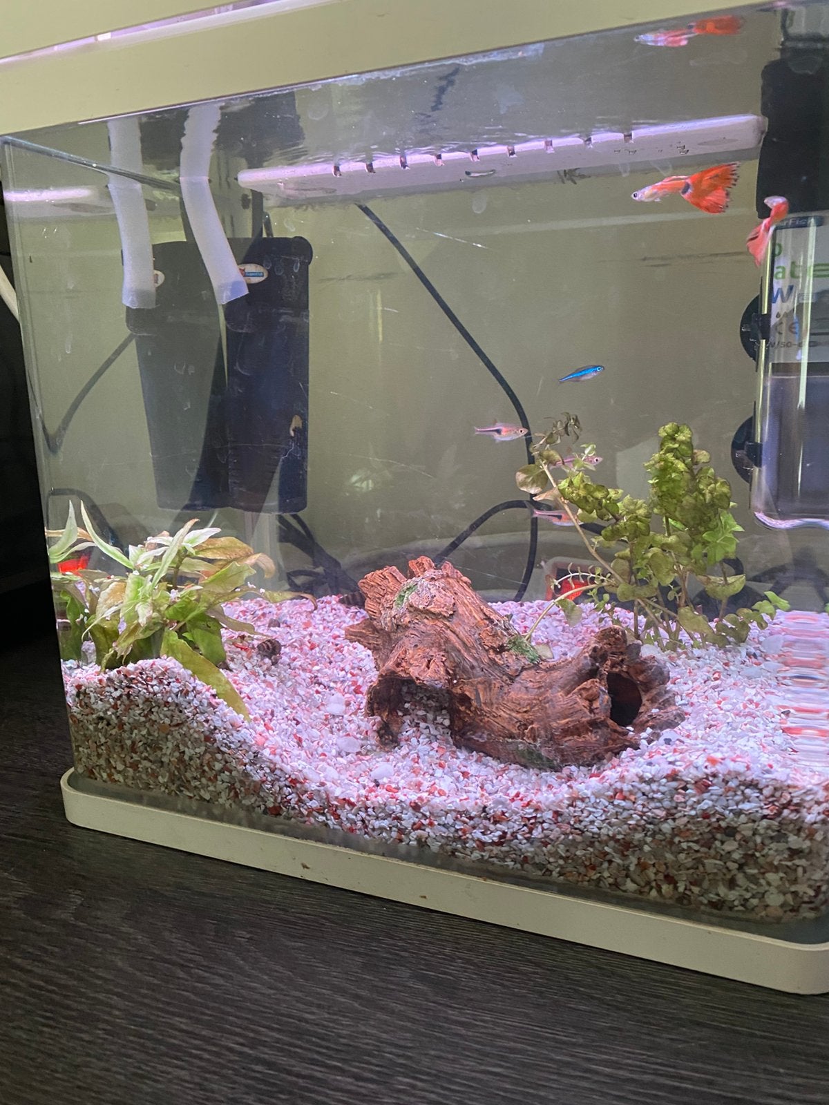Aquarium compleet te koop, Ophalen, Zo goed als nieuw, Gevuld zoetwateraquarium