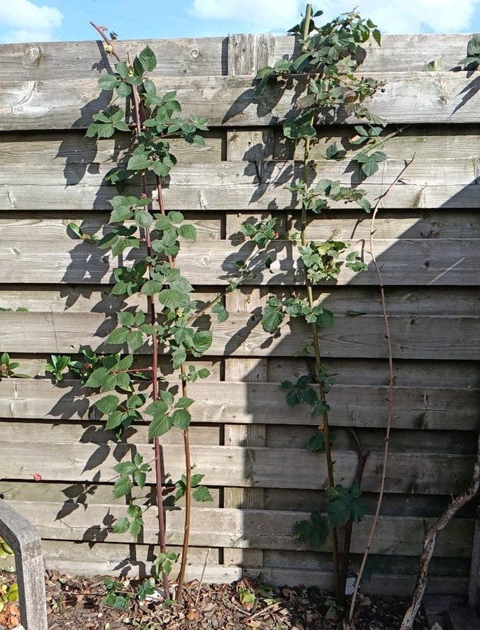 2 gezonde bramenstruiken, Ophalen, Volle zon, Vaste plant, Zomer