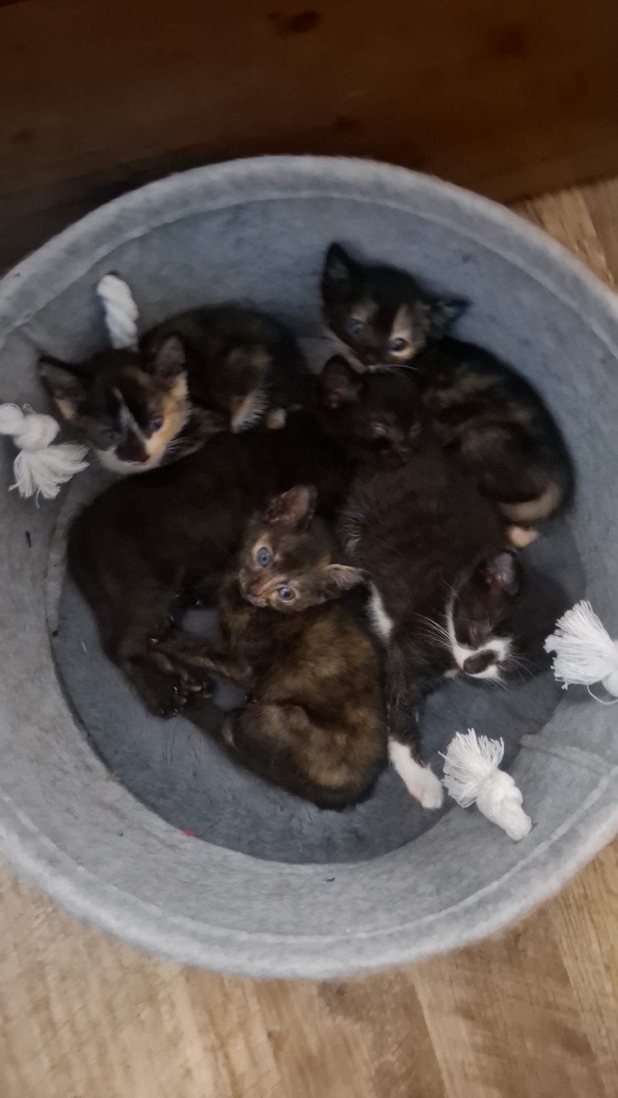 Kittens