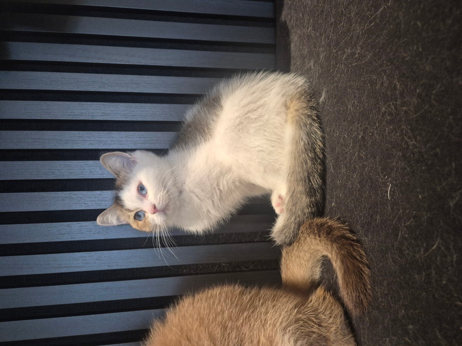 Britse korthaar kittens, Meerdere dieren, Kortharig, 0 tot 2 jaar