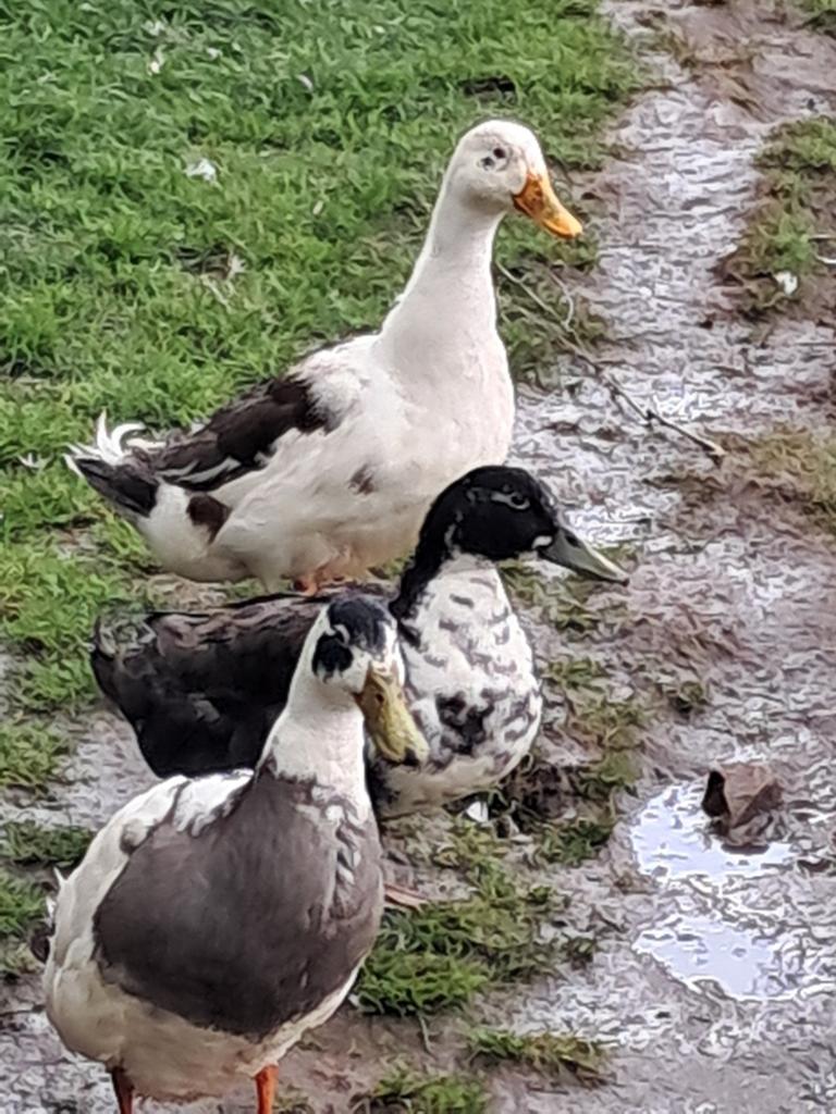 Eenden, Dieren en Toebehoren, Pluimvee, Mannelijk, Eend