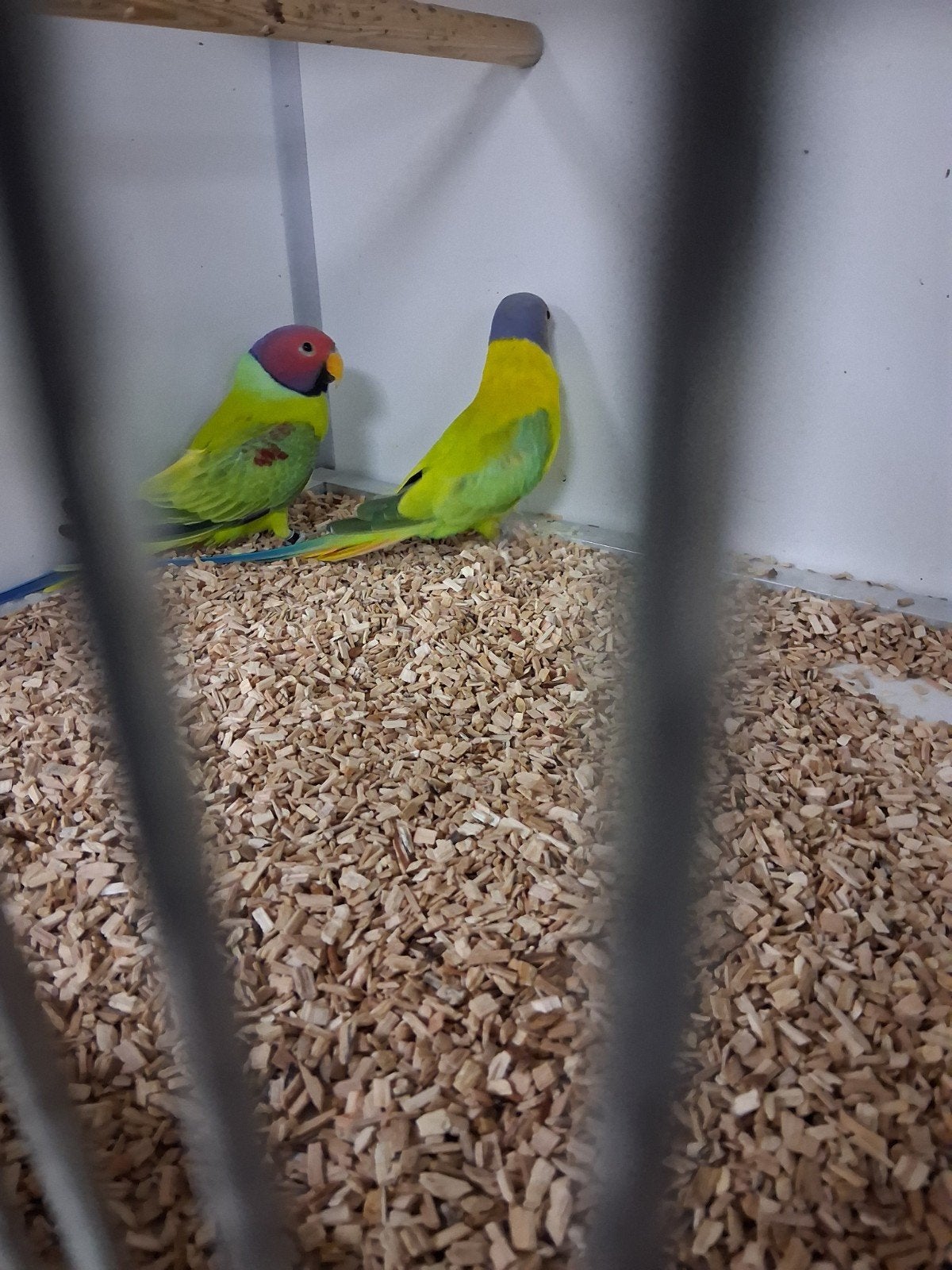 vele soorten vogels zaterdag ochtend tussen 10 en 12 geopend, Dieren en Toebehoren, Meerdere dieren, Parkiet, Tam