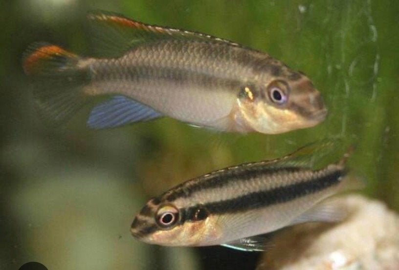 Kersen buik cichlid’s baby’s, Vis, Zoetwatervis