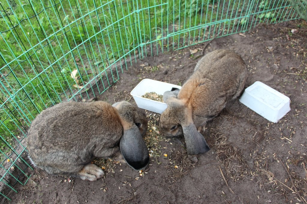 2 hangoorkonijnen, voedsters, Dieren en Toebehoren, Vrouwelijk, Middelgroot, Hangoor, 0 tot 2 jaar
